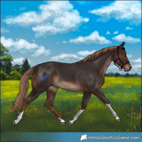 Horse Color:Liver Chestnut Tobiano Rabicano 