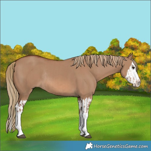 Horse Color:Red Dun Splash  and Red Dun Splash Rabicano 