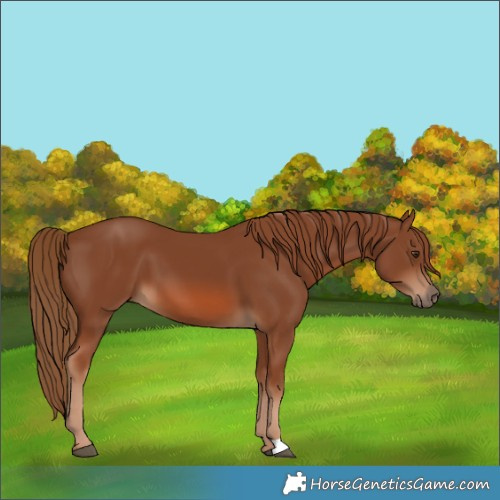 Horse Color:Chestnut 