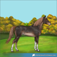 Horse Color:Liver Chestnut Tobiano Rabicano