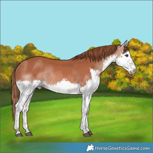 Horse Color:Chestnut Splash 