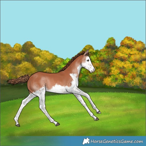 Horse Color:Chestnut Splash 