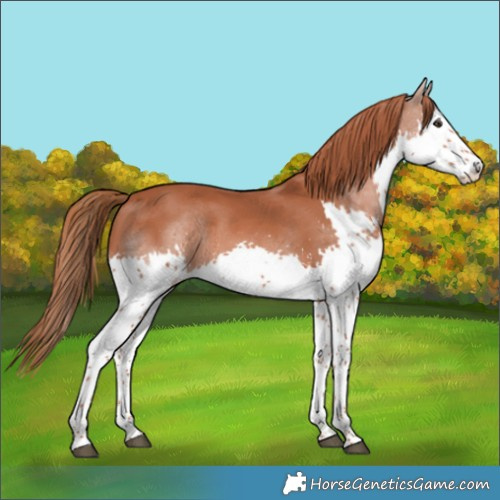 Horse Color:Chestnut Splash