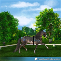 Horse Color:Liver Chestnut Splash Tobiano Varnish Rabicano 