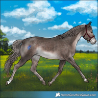 Horse Color:Platinum Liver Chestnut Rabicano 