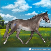 Horse Color:Platinum Liver Chestnut Rabicano 