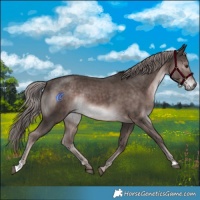 Horse Color:Platinum Liver Chestnut Rabicano 
