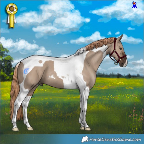 Horse Color:Liver Red Dun Tobiano 