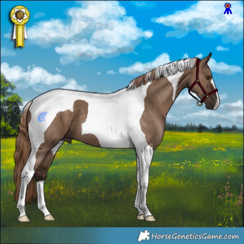Horse Color:Liver Red Dun Tobiano 
