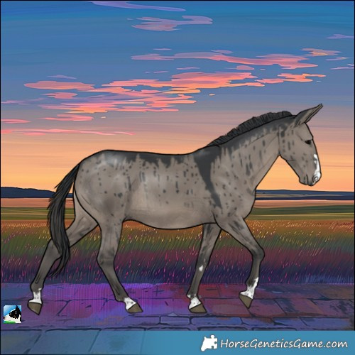 Horse Color:Grullo Rabicano Brindle