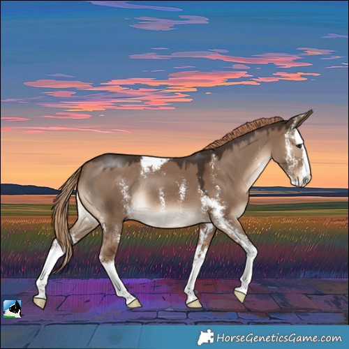 Horse Color:Liver Red Dun Sabino Splash Rabicano
