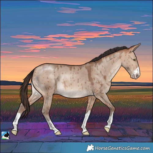 Horse Color:Amber Champagne Dun Rabicano Brindle 