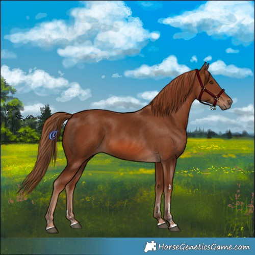 Horse Color:Chestnut 