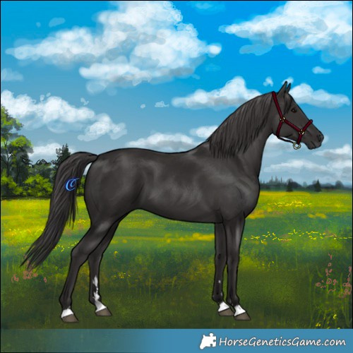 Horse Color:Smoky Black 