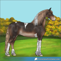Horse Color:Liver Chestnut Tobiano Rabicano