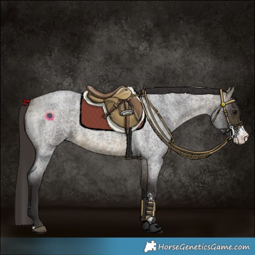 Horse Color:Buckskin Roan Sabino