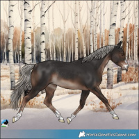 Horse Color:Liver Chestnut Mushroom Rabicano 