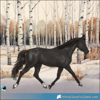 Horse Color:Liver Chestnut Rabicano