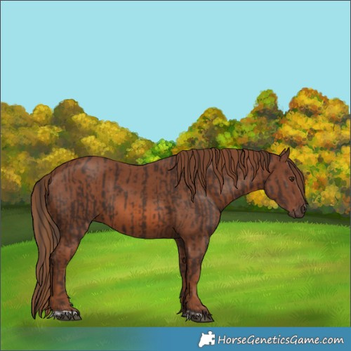 Horse Color:Liver Chestnut  and Chestnut 