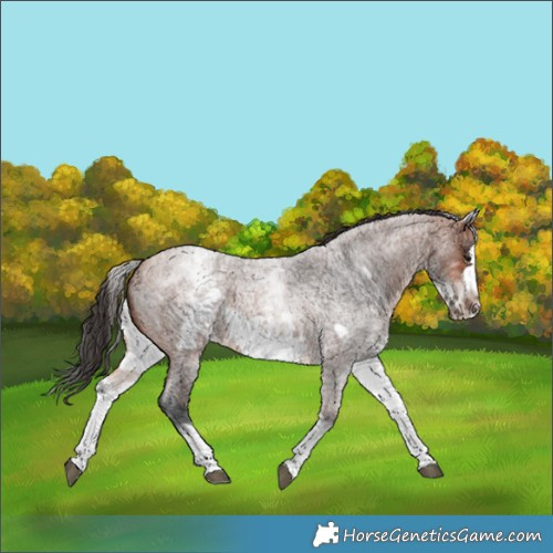 Horse Color:White Spotted Bay Roan Frame 