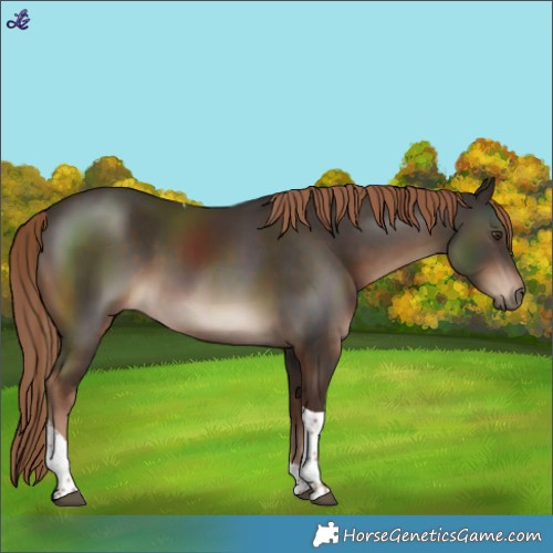 Horse Color:Liver Chestnut Tobiano Rabicano 