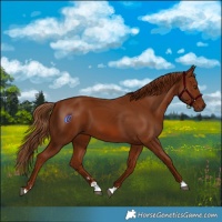 Horse Color:Chestnut 