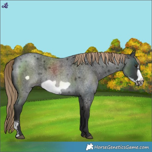 Horse Color:Liver Red Roan Sabino Frame
