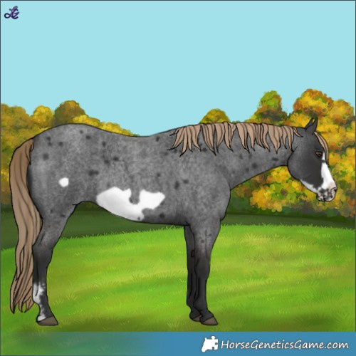 Horse Color:Liver Red Roan Sabino Frame 