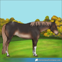 Horse Color:Liver Chestnut Tobiano Rabicano
