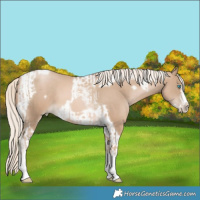 Horse Color:Chocolate Palomino Pearl Tobiano Frame and Chocolate Palomino Pearl Tobiano Frame