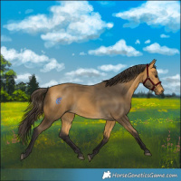 Horse Color:Buckskin 
