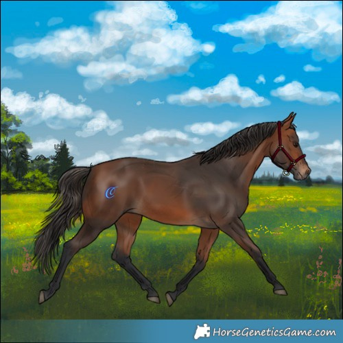 Horse Color:Bay 