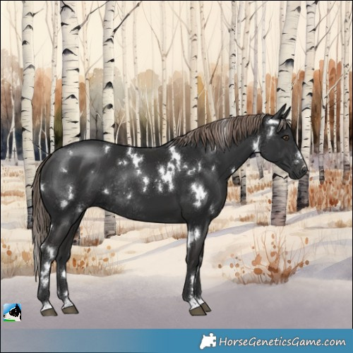 Horse Color:White Spotted Liver Chestnut Rabicano