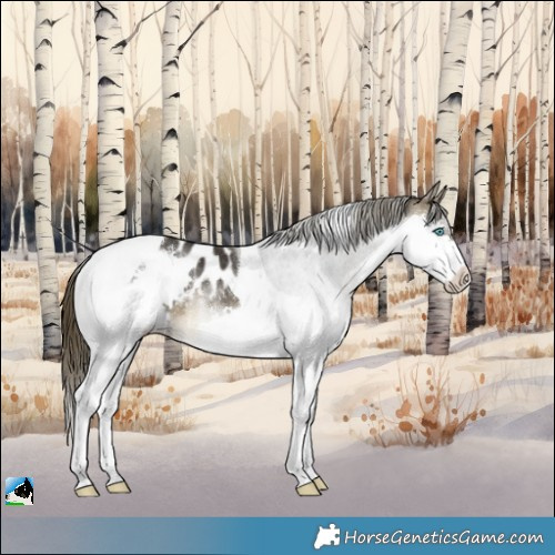 Horse Color:Buckskin Splash Tobiano Blanket Rabicano 