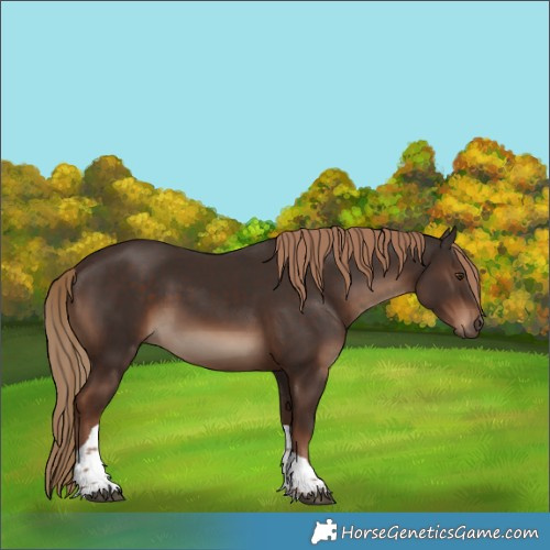 Horse Color:Liver Chestnut Tobiano Rabicano 