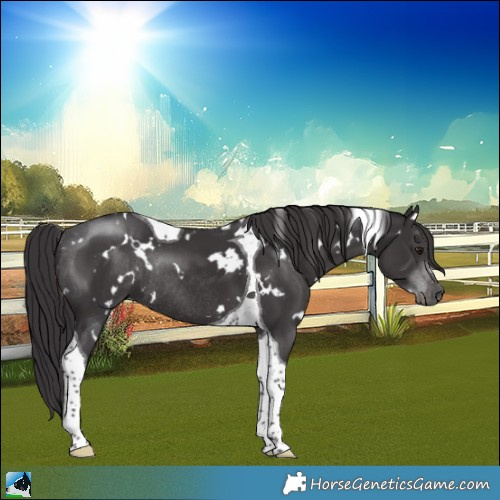 Horse Color:White Spotted Smoky Black Mushroom Tobiano Rabicano