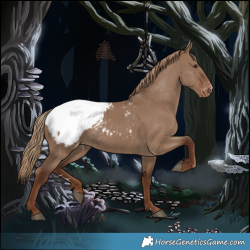 Horse Color:Liver Red Dun Appaloosa