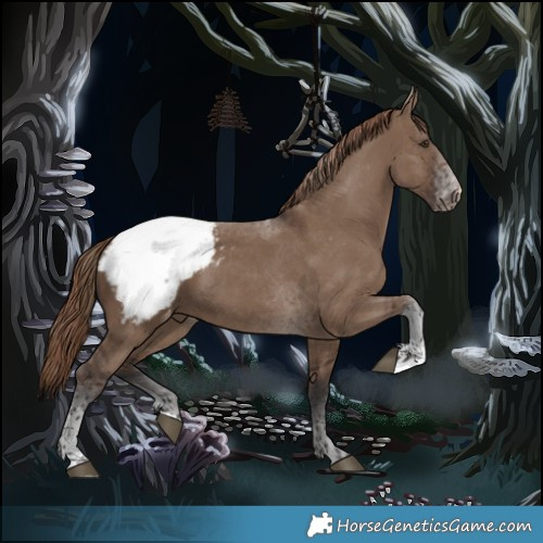 Horse Color:Liver Red Dun Tobiano Appaloosa 