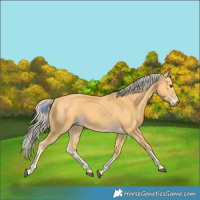 Horse Color:Palomino 