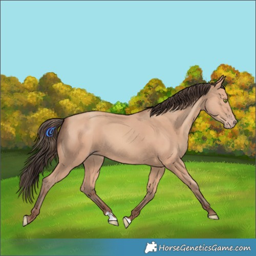 Horse Color:Amber Champagne 