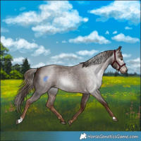 Horse Color:Gray Red Roan 
