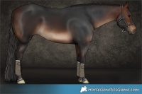 Horse Color:Brown Tobiano Rabicano 