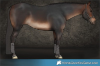 Horse Color:Brown Tobiano Rabicano 
