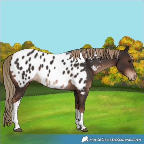 Horse Color:Liver Chestnut Tobiano Appaloosa Rabicano 