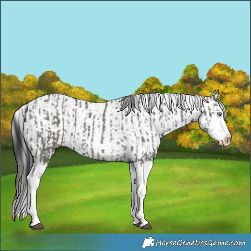 Horse Color:Grullo Sabino Splash  and Grullo Sabino Splash 
