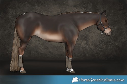Horse Color:Liver Chestnut Tobiano Rabicano