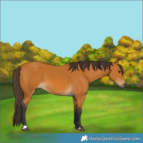 Horse Color:Buckskin 