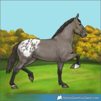 Horse Color:Grullo Appaloosa