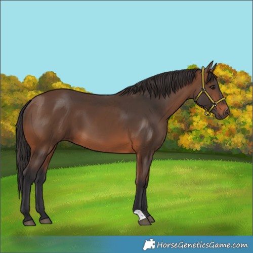 Horse Color:Brown 