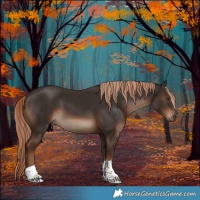 Horse Color:Liver Chestnut Tobiano Rabicano 